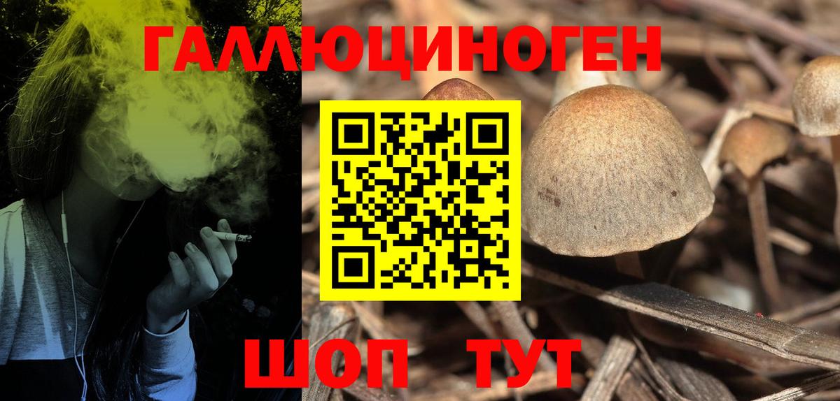 Псилоцибиновые грибы Psilocybine cubensis Сосновоборск